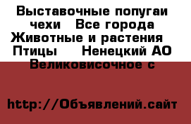 Выставочные попугаи чехи - Все города Животные и растения » Птицы   . Ненецкий АО,Великовисочное с.